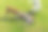 巴森基犬和白色混合品种大狗攻击黑狗在一个新鲜的草坪上玩耍图片下载