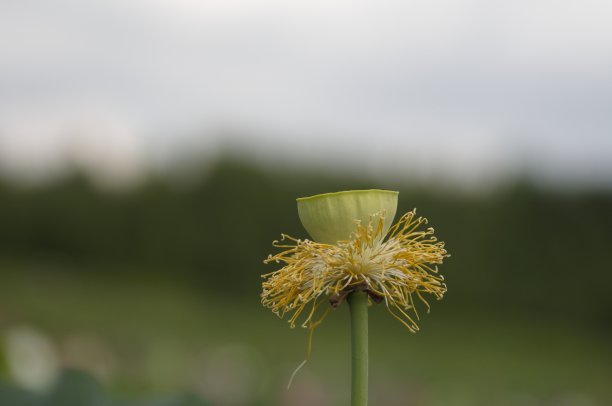 韩国野生植物宏图片下载