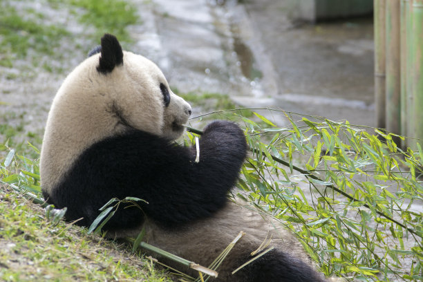 美丽可爱的熊猫熊吃竹子图片下载