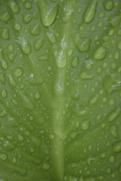 美丽的热带玉簪叶与水珠。图片下载