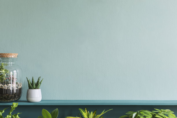 时尚的客厅内部与美丽的植物在不同的时髦和设计盆在绿色架子上。绿色的墙。现代花卉概念的家庭花园丛林。模板。副本的空间。图片下载