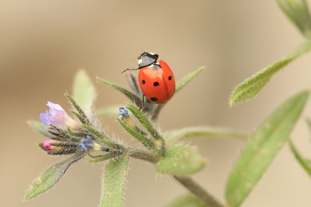 一朵花上的瓢虫素材图片