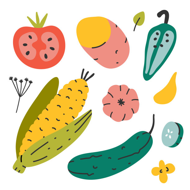 收集蔬菜，种植有机蔬菜孤立上白。黄瓜，玉米，土豆和番茄，新鲜成熟蔬菜收获的矢量插图图片下载