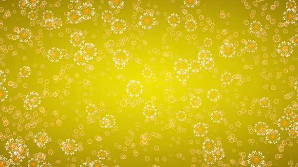 黄色背景上盛开的玛格丽特雏菊花图片下载