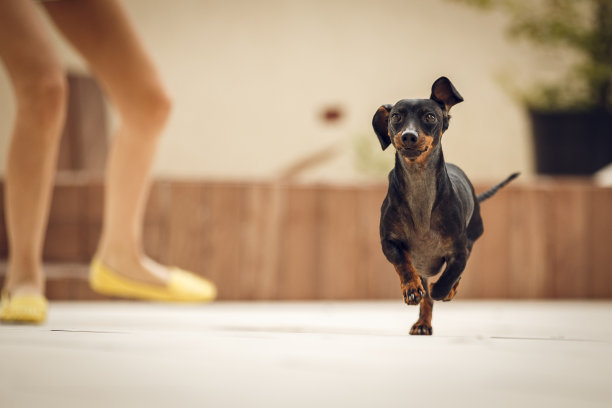 可爱的狗在后院奔跑图片下载