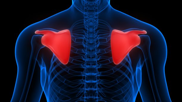 人体骨骼系统解剖学的肩胛骨关节x射线三维渲染图片下载