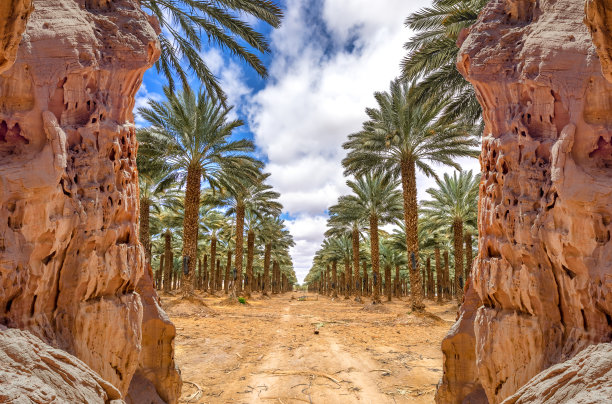 种植椰枣图片下载