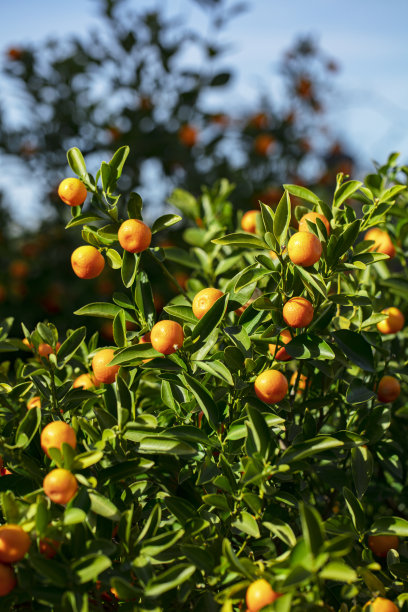 一种绿色的嫩枝也叫金桔金柑，幼橙金桔果实也叫金桔金柑，是一种相当耐寒的柑橘类植物，生长缓慢，常绿灌木。图片下载