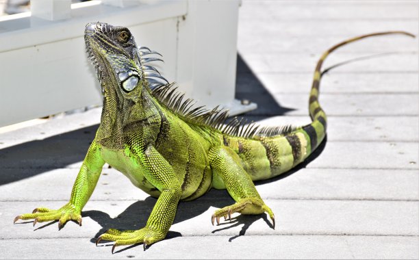 基韦斯特魅力图片下载