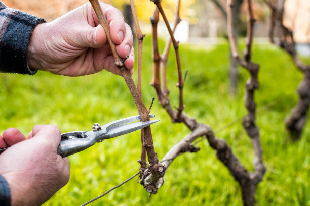 农民在冬天修剪藤蔓。农业。图片下载