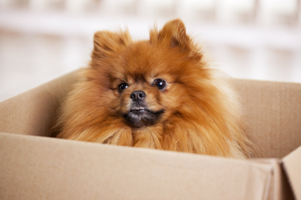 可爱的狗从纸板里往外看素材图片