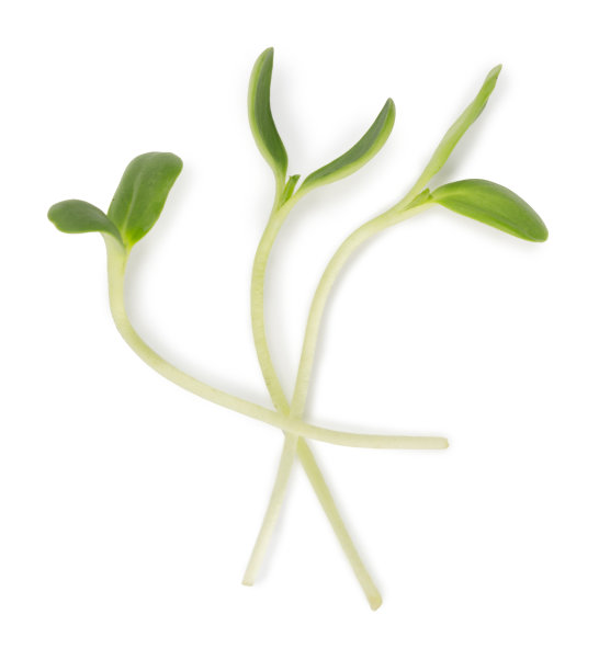 微绿色的新鲜芽孤立在白色背景与柔和的阴影图片下载