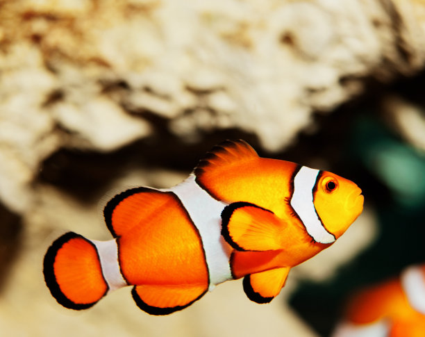 小丑鱼，或者叫尼莫，游过珊瑚礁回家图片下载