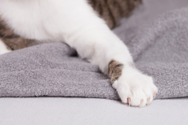 猫的爪子和爪子的特写图片下载