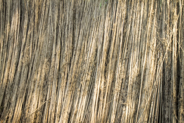 黄麻植物的茎在阳光下晒干。库存图片图片下载