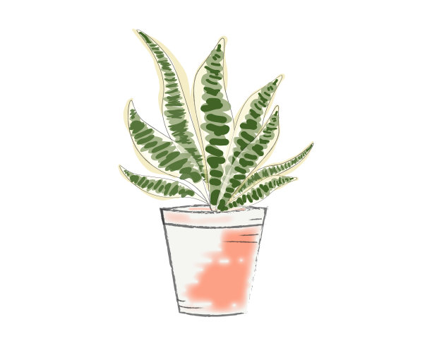 芦荟植物素材图片