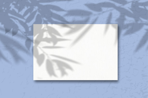 蓝色背景的一张白纸。模型与植物阴影覆盖。自然光从上面投射出植物和花卉的影子图片下载