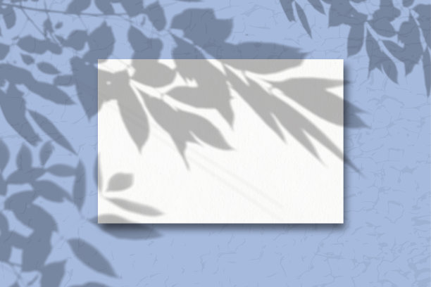 蓝色背景的一张白纸。模型与植物阴影覆盖。自然光从上面投射出植物和花卉的影子图片下载