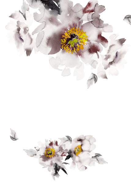 水彩贺卡与牡丹在一个白色的背景素材图片