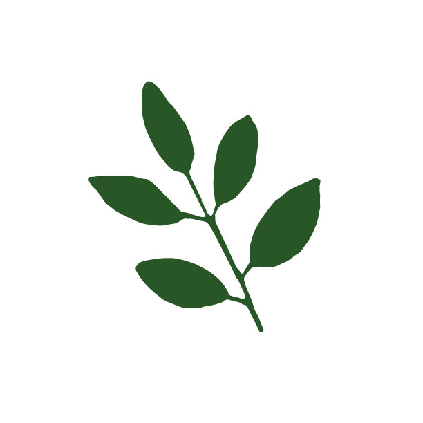 用简单的风格手绘树枝和树叶。植物剪影矢量图形元素的设计贴纸，图标，明信片，海报。春天，夏天，抽象的绿色图片下载