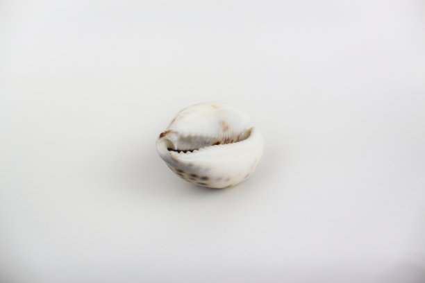 一只海贝壳孤立在白色的背景上图片下载