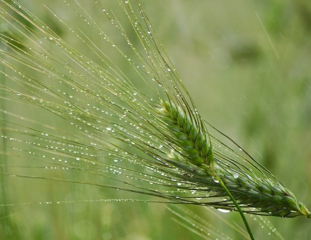 意大利雨后的小麦发芽图片下载