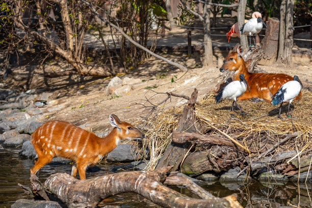 鹿和非洲圣朱鹭图片下载