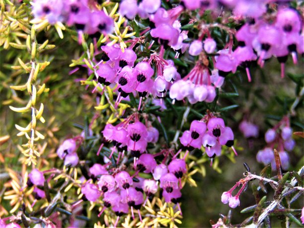 2月。日本。花期calluna。特写镜头。图片下载