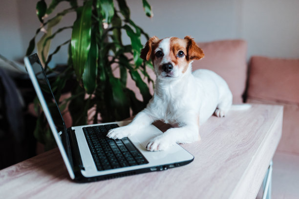 可爱的杰克罗素狗在家里用笔记本电脑工作。技术概念图片下载