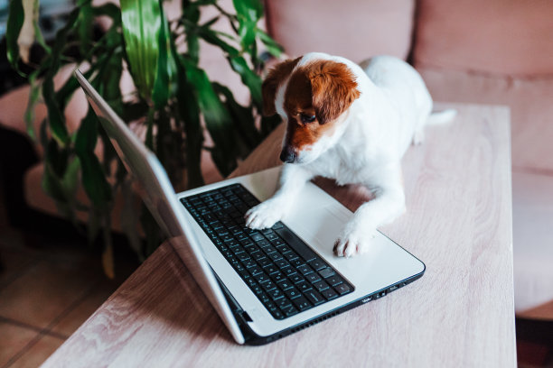 可爱的杰克罗素狗在家里用笔记本电脑工作。技术概念图片下载