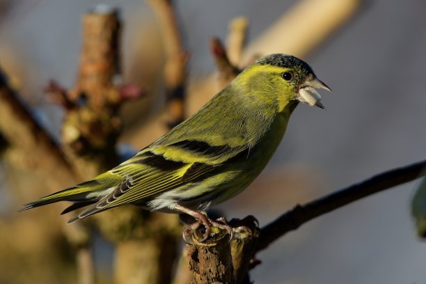 鸟在树枝图片下载