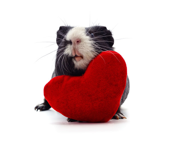 豚鼠和心脏。图片下载