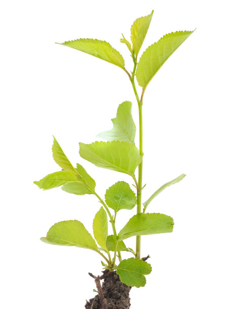 发芽抑制樱桃。图片下载