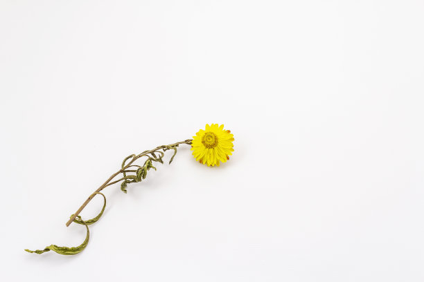 孤立在白色背景上的干燥植物图片下载