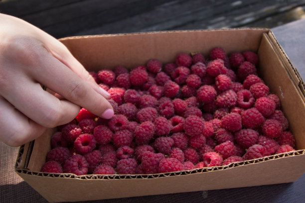 女性的手从一个满盒熟覆盆子，覆盆子特写图片下载