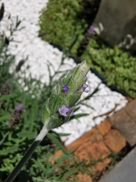 拉万达图片下载