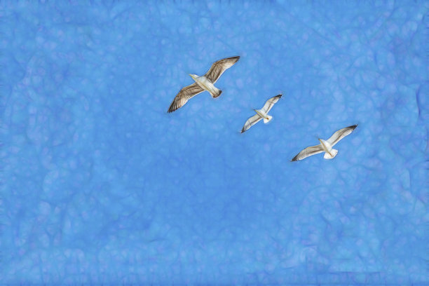 海鸥在蓝天上飞翔图片下载