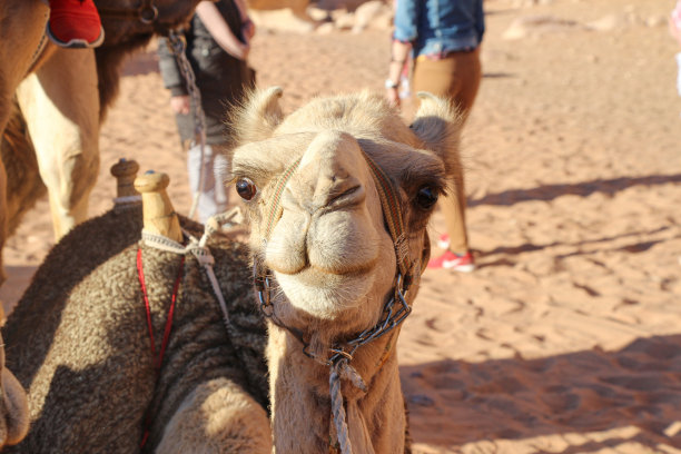 可爱的微笑骆驼脸图片下载