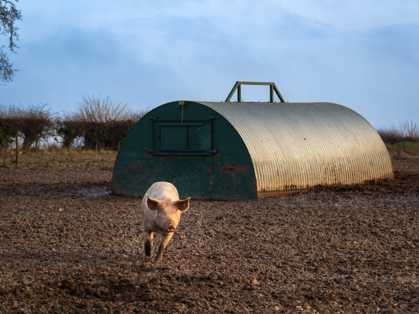 疯疯癫癫的猪在农场的泥地里奔跑图片下载