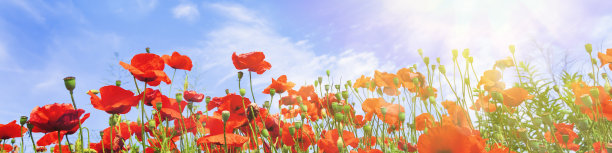 罂粟花图片下载