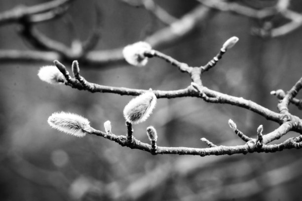 黑色和白色的樱花图片下载