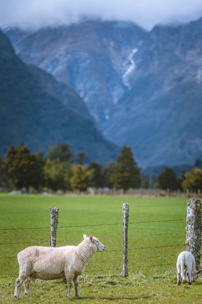 动物的照片图片下载