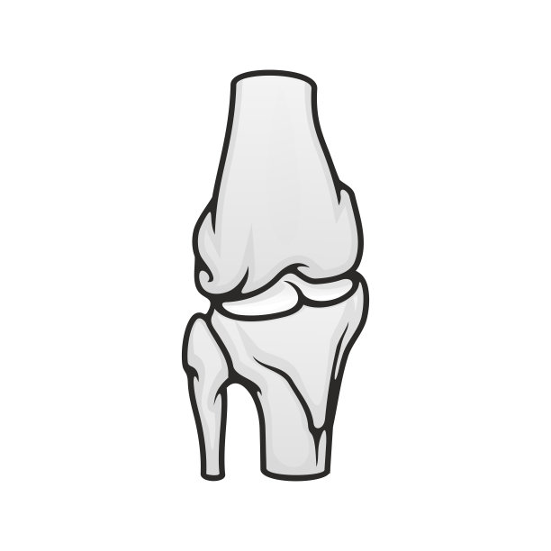 骨骼关节，骨骼解剖向量图片下载