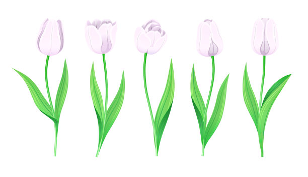 收集向量白色郁金香茎和绿色叶子。一套不同的春天的花。孤立的郁金香Cliparts With Light Pale Petals。图片下载