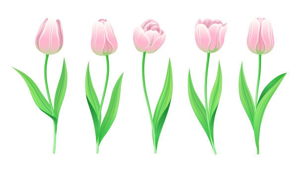 向量粉红色郁金香与茎和绿叶的收集。一套不同的春天的花。孤立的郁金香Cliparts与轻玫瑰花瓣。图片下载