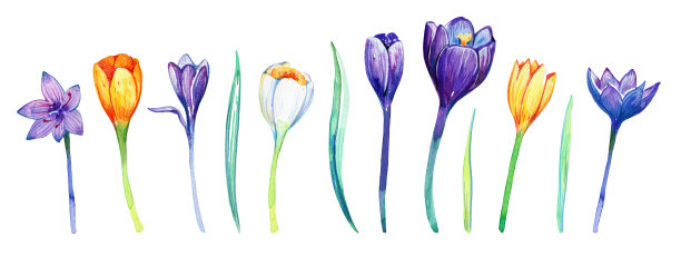 一套黄、白、紫的番红花。手绘水彩插图图片下载