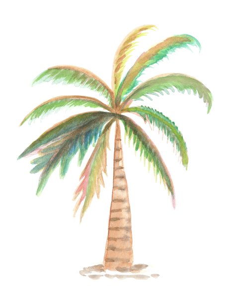 孤立的椰子树水彩插图，孤立的自然在白色的背景图片下载