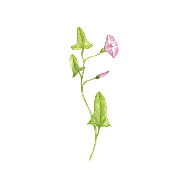 田野旋花，用彩色铅笔画图片下载