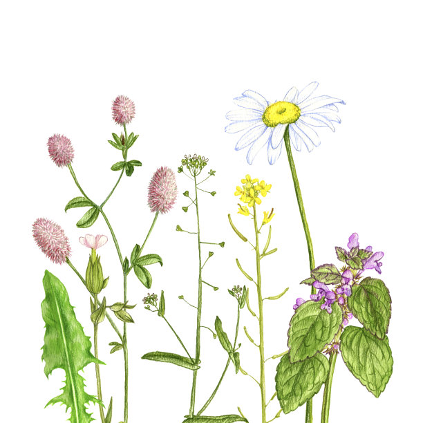 野生植物和花卉，用彩色铅笔画图片下载