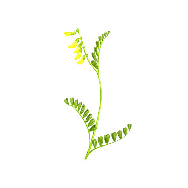 蒙古黄芪，用彩色铅笔画图片下载